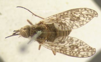 Media type: image;   Entomology 12708 Aspect: habitus dorsal view